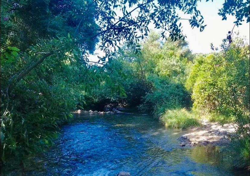 Alto De Torrecillas البوسكي المظهر الخارجي الصورة